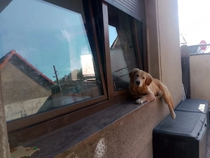 tiefergelegter bernhardsenn labrador mischling