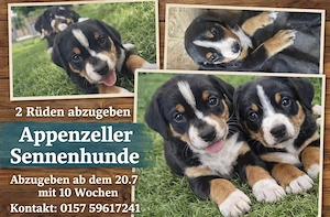Appenzeller Sennenhund Welpe