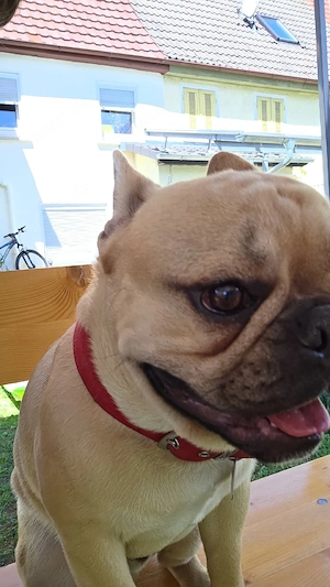 Buldog französische 