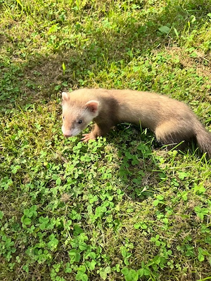 5 Süße Baby Frettchen