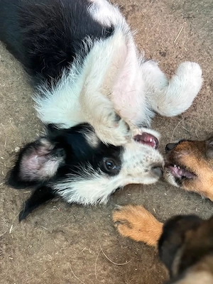 Sina - kleiner Foxterriermischling