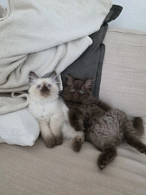 letzten zwei BLH Kitten chocolate und Colourpoint 