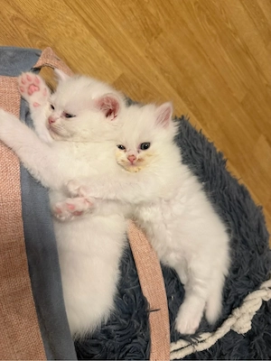 5 süße BKH-Perser Mix Kitten suchen ein liebevolles Zuhause