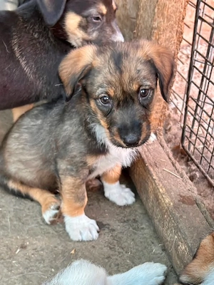 Ylvie (Bub) sucht ein liebevolles Zuhause