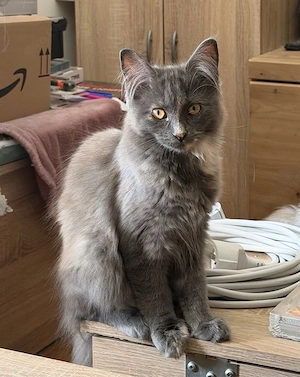 nur noch diese Maine Coon Torti Mädchen Bild 8