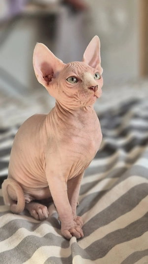 baby sphynx katzen 