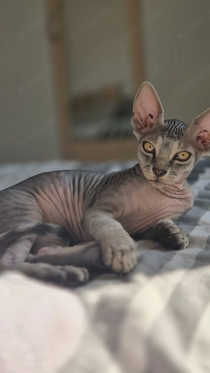 baby sphynx katzen 