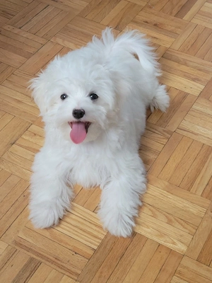 Weißer Lhasa-Apso-Welpe sucht ein liebevolles Zuhause