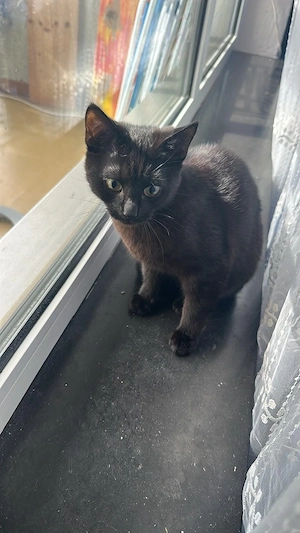 Geschwister paar Sucht neues zuhause 