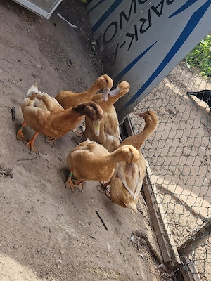    Reinrassige Enten zu verkaufen