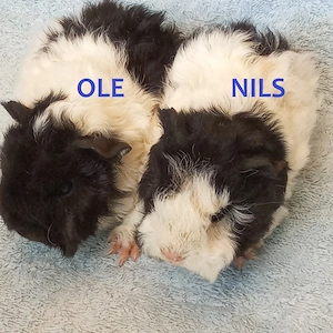  Junge Meerschweinchen Anzeige neu Juli 2026 m w u Liebhabertier Dame weiß Lunkaya weiß California