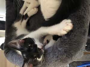 Kitten 13 Wochen alt in beste Hände abzugeben 