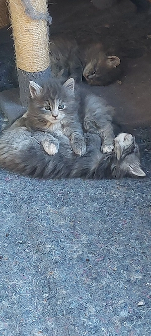 Maine coon kitten 