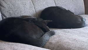 Brüder suchen ein neues zuhause
