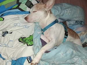 Senioren  Hund 