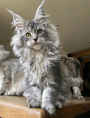   Unsere wunderschönen Maine-Coon-Kätzchen suchen ihre Familie fürs Leben.  