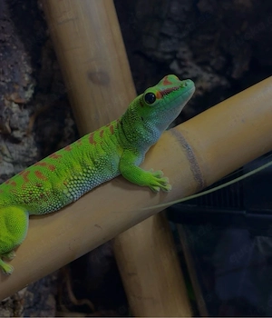 Verkaufe Phelsuma Grandis Pärchen