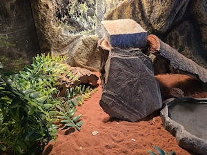 Verkaufen leopard Gecko mit terrarium 