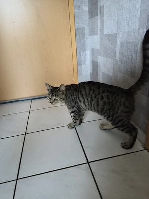 Junge Katze Bengal Mix  Bild 2