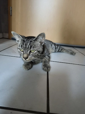 Junge Katze Bengal Mix  Bild 3