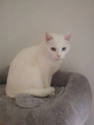 Khao Manee katze 