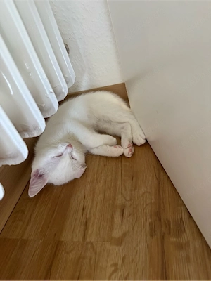 weinlich katzenbaby