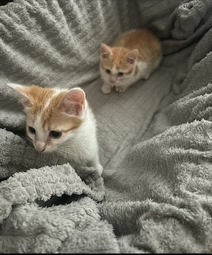 Süße Katzenbabys
