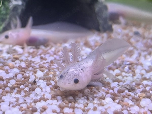 Harlekin Axolotl diverse Farben ab August 