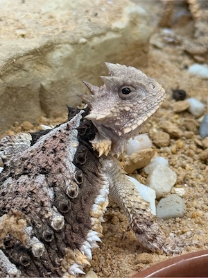 Phrynosoma asio NZ11 25