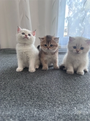 BKH Kitten
