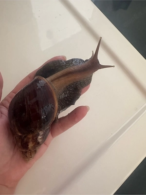 Achatschnecken riesen afrikanische Schnecken Schnecken