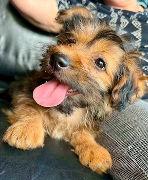 Zuckersüßes Welpenmädchen Elsie - geboren, um zu leben.