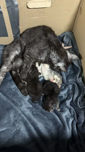 Katzen babys 