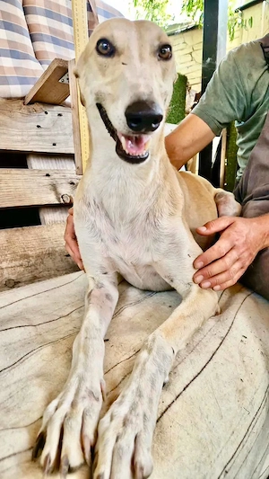 Sanfter Galgo Viento sucht seine Menschen