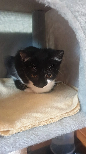 Vicky, Viviane & Vesna   drei süße Katzenmädchen suchen ein liebevolles Zuhause