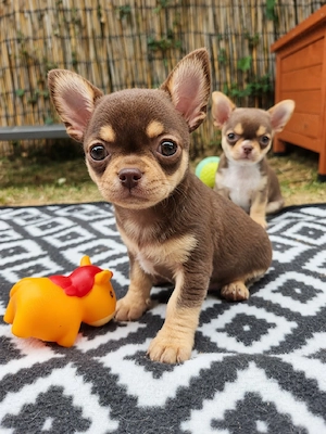*Traumhaft schöner Chihuahua Welpe Rüde aus Champion Verpaarung*
