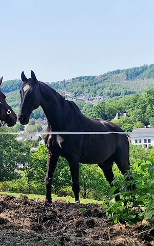 Beistellpferd reitbar Stkm 172 cm 