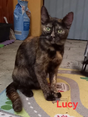 Süsse Katzen aus Tierschutz