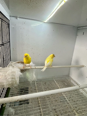 Eine Paar Kanarien Vogel Wasserschläger
