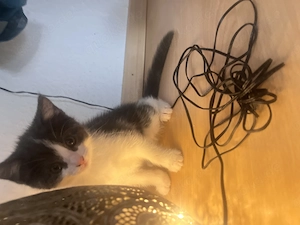 Katzen Babys abganbebereit .  Baby Katzen suchen Zuhause . 