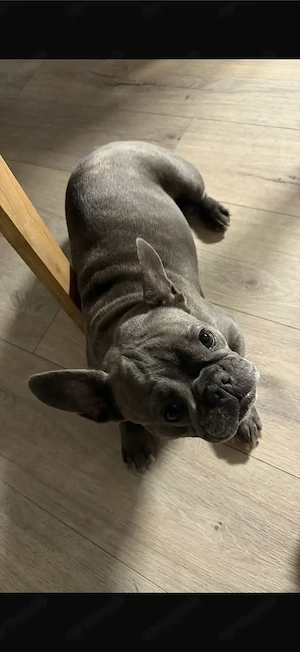 Suche eine Französische Bulldogge   gerne als Geschenk