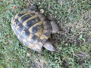 Griechische Landschildkröte Testudo Hermanni Männchen