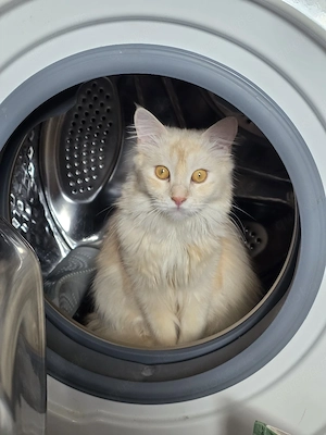 Reinrassige maincoon dame 