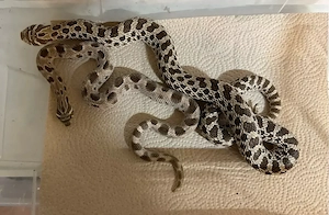 Hakennasennatter adult paar (Heterodon nasicus)