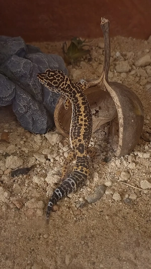 Leopardgecko Männchen 3.0