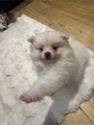 kleinspitz pomeranian mischlinge 