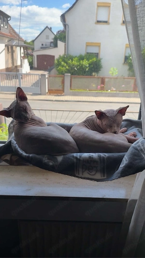 2 Sphynx kater 4 jahre 