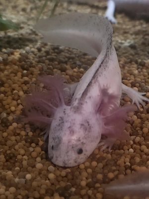 Axolotl Jungtiere Copper und Harlekin