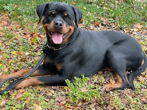 Schweren Herzens suchen wir für unsere geliebte dreijährige Rottweiler-Hündin ein neues Zuhause.   
