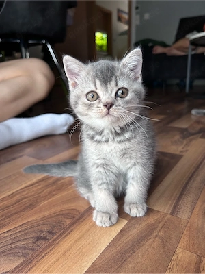 BKH Kitten